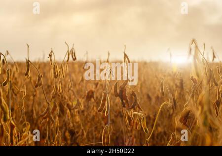 Prêtes pour la récolte des gousses de soja mûres sur la tige dans les domaines Vue rapprochée du Soleil contre l'heure d'été Banque D'Images