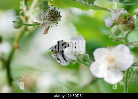 Art numérique, illustration multimédia d'un bourdon (bourdon-abeille aussi bourdon) nourrissant le pollen d'un chien sauvage rose (Rosa canina) tête de fleur Banque D'Images