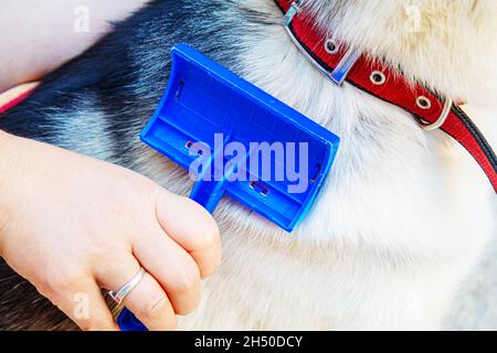 Enlever les poils de chien.Mise au point sélective. Banque D'Images