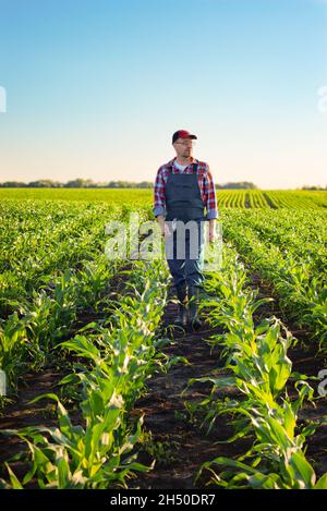 Un travailleur agricole d'âge moyen du Caucase marche le long de tiges de maïs dans les champs au coucher du soleil, où en Ukraine Banque D'Images