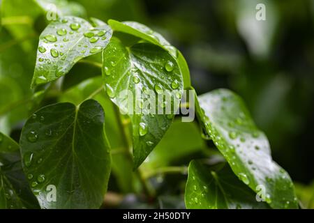 Fond naturel avec feuilles de plantes tropicales vertes humides.Gros plan avec mise au point douce sélective Banque D'Images