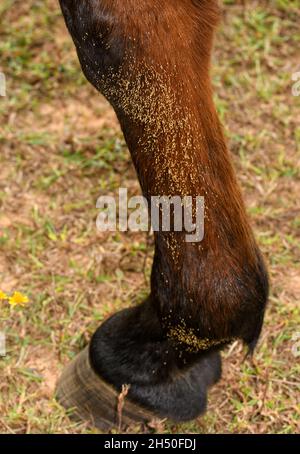 Petits œufs de mouche parasite de couleur claire à l'intérieur de la jambe avant inférieure d'un cheval de baie rouge, fixés aux poils ; concentrez-vous sur le grand groupe le plus haut Banque D'Images