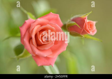 Rose miniature rose saumon pâle Banque D'Images