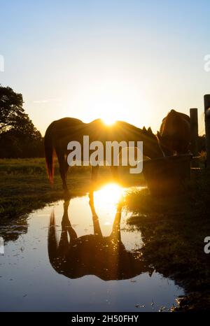 Silhouette d'un cheval buvant de l'eau en fin de soirée, avec un soleil bas créant un coup de soleil sur son cou, et réfléchissant d'une flaque sous lui Banque D'Images