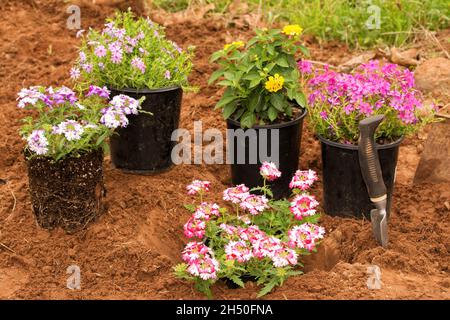 Pots aux fleurs colorées prêts à être plantés au printemps, un déjà dans le sol Banque D'Images