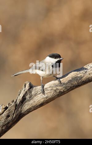 Magnifique Chickadee de la petite Caroline perchée sur une branche morte, avec un arrière-plan d'hiver brun pâle Banque D'Images