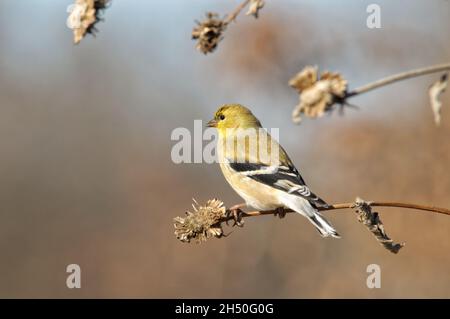 American Gold Finch en plumage d'hiver, sur une tige de tournesol sèche Banque D'Images