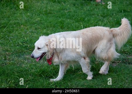 Grand chien des Pyrénées ou chien de montagne pyrénéen courant sur l'herbe verte avec la langue protubérante et blanc doux cache Banque D'Images