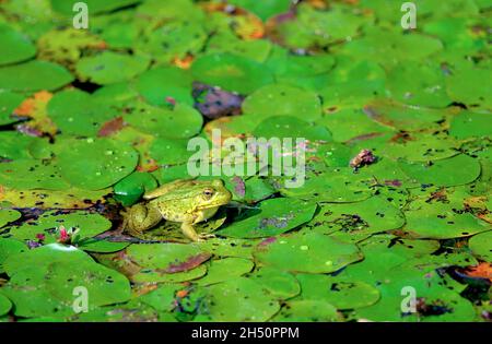 Grenouille verte (Lithobates clamitans) sur les pads de nénuphars de Minnekhada, Coquitlam, B., C., Canada. Banque D'Images