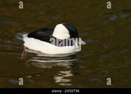 A drake Bufflehead, Bucephala albéola, nageant sur un étang de la réserve naturelle de Slimbridge. Banque D'Images