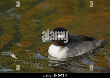 Une femelle Bufflehead, Bucephala albéola, nageant sur un étang de la réserve naturelle de Slimbridge. Banque D'Images