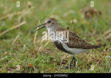 dunlin appelant la prairie de machair des Hébrides extérieures où il s'agit d'une espèce nicheuse au sol. Banque D'Images