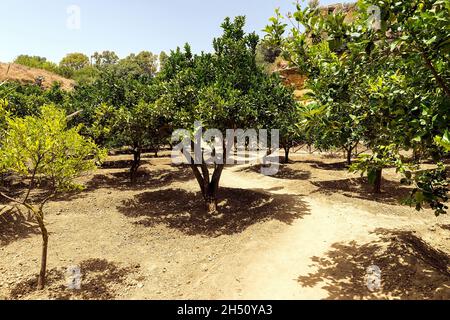 Paysages naturels du jardin de Kolymbethra (Giardino della Kolymbtra) dans la vallée des temples, Agrigente, Sicile, Italie. Banque D'Images