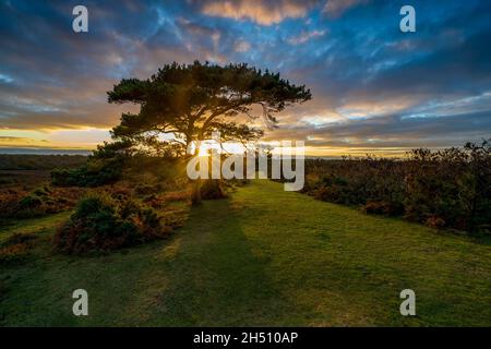 Coucher de soleil sur un pin solitaire à Bratley View pendant l'automne dans le parc national de New Forest dans le Hampshire, Angleterre, Royaume-Uni Banque D'Images