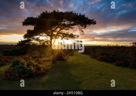 Coucher de soleil sur un pin solitaire à Bratley View pendant l'automne dans le parc national de New Forest dans le Hampshire, Angleterre, Royaume-Uni Banque D'Images