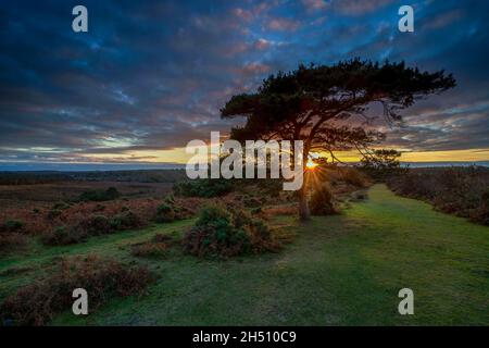 Coucher de soleil sur un pin solitaire à Bratley View pendant l'automne dans le parc national de New Forest dans le Hampshire, Angleterre, Royaume-Uni Banque D'Images