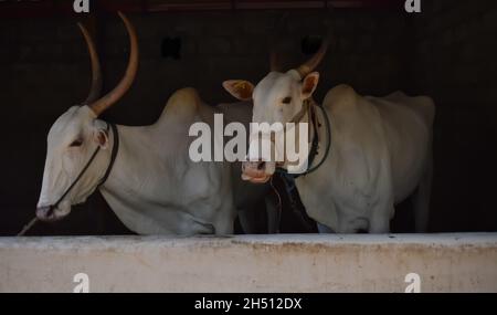 Gros plan sélectif d'une race de vaches indiennes indigènes appelée Hallikar Banque D'Images