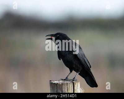 Corbeau-carrion (Corvus corone) perché sur un poteau mangeant une arachide dans l'Essex au Royaume-Uni Banque D'Images