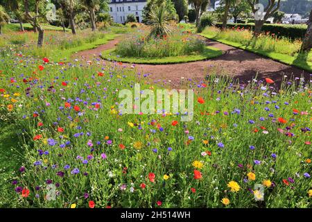 Expositions de fleurs sauvages dans les jardins d'Abbey Park, Torquay, South Devon. Banque D'Images