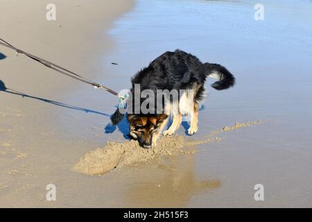 German Sheppard sur la plage creusant le trou dans le sable Banque D'Images