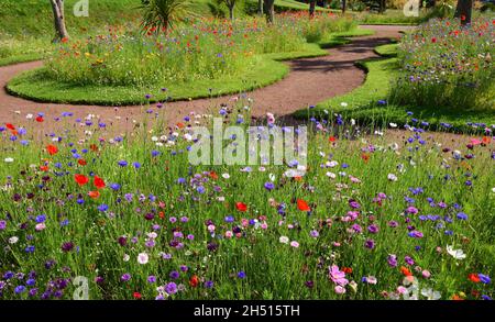 Expositions de fleurs sauvages dans les jardins d'Abbey Park, Torquay, South Devon. Banque D'Images