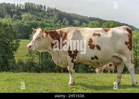 Vache Montbéliarde dans un pâturage en France. Banque D'Images