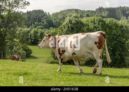 Vache Montbéliarde dans un pâturage en France. Banque D'Images