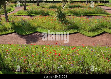 Expositions de fleurs sauvages dans les jardins d'Abbey Park, Torquay, South Devon. Banque D'Images