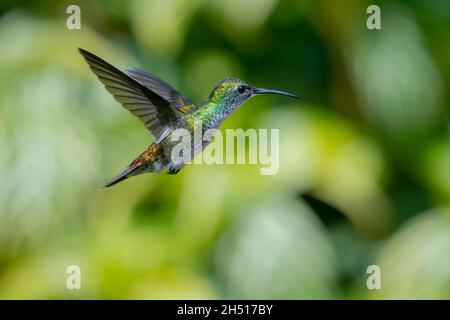 Colibri d'Émeraude à chous blancs, Amazilia brevirostris, planant dans un jardin avec des plantes vertes floues en arrière-plan. Banque D'Images