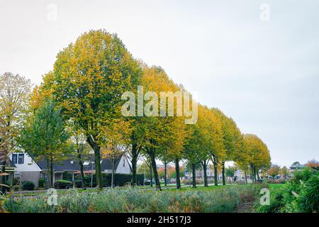 Rangée d'arbres aux couleurs des feuilles d'automne sur une avenue Banque D'Images
