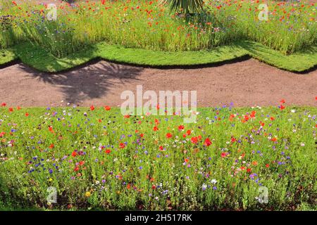 Expositions de fleurs sauvages dans les jardins d'Abbey Park, Torquay, South Devon. Banque D'Images