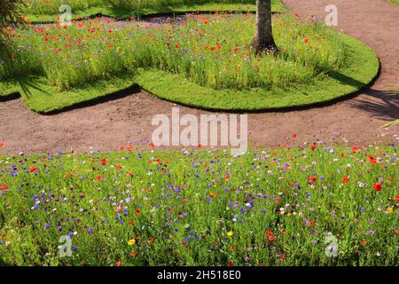 Expositions de fleurs sauvages dans les jardins d'Abbey Park, Torquay, South Devon. Banque D'Images