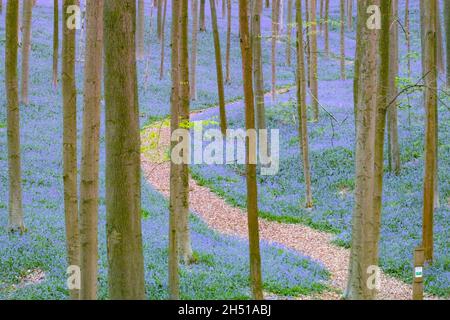Les cloches de bleu (jacinthoides non-scripta) dans le hallerbos sont en avant-pied sur une matinée brumeuse au printemps Banque D'Images