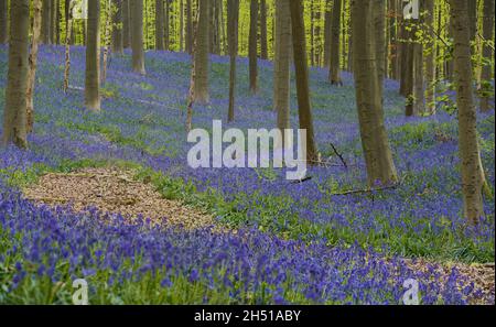 Les cloches de bleu (jacinthoides non-scripta) dans le hallerbos sont en avant-pied sur une matinée brumeuse au printemps Banque D'Images