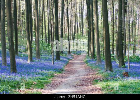Les cloches de bleu (jacinthoides non-scripta) dans le hallerbos sont en avant-pied sur une matinée brumeuse au printemps Banque D'Images