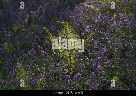 Les cloches de bleu (jacinthoides non-scripta) dans le hallerbos sont en avant-pied sur une matinée brumeuse au printemps Banque D'Images