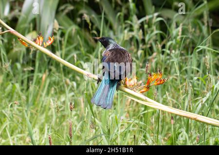 TUI, oiseau indigène endémique de Nouvelle-Zélande Banque D'Images