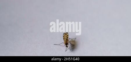 Gros plan d'un moustique Banded (Culiseta annulata) le plus grand moustique britannique Banque D'Images