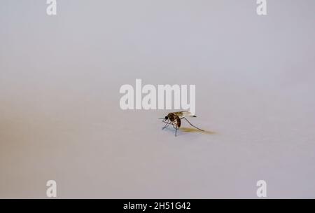 Gros plan d'un moustique Banded (Culiseta annulata) le plus grand moustique britannique Banque D'Images