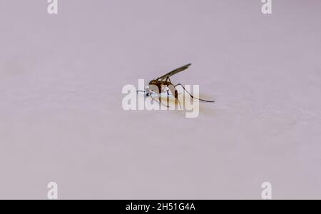 Gros plan d'un moustique Banded (Culiseta annulata) le plus grand moustique britannique Banque D'Images