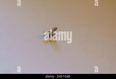 Gros plan d'un moustique Banded (Culiseta annulata) le plus grand moustique britannique Banque D'Images