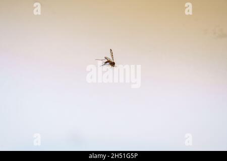 Gros plan d'un moustique Banded (Culiseta annulata) le plus grand moustique britannique Banque D'Images