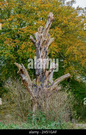 le tronc reste d'un arbre mort avec le bois de rotage exposé avec les feuilles de hêtre d'automne comme arrière-plan Banque D'Images