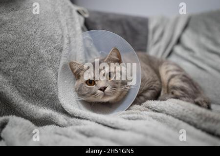 Chien de race Scottish Straight gris fatigué se reposant avec un cône vétérinaire après une intervention chirurgicale à la maison sur le canapé.Concept de santé animale.Après chirurgie chat Banque D'Images