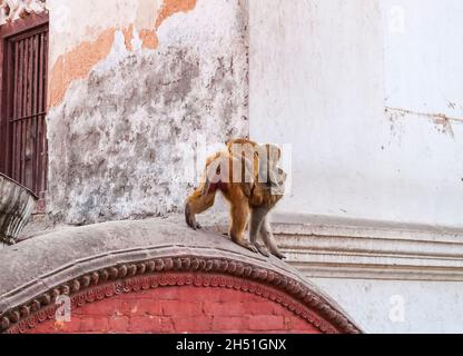 Rhésus Monkey mère tenant son bébé petit singe sur le dos sur les toits à Katmandou, Népal.Singes à Katmandou.Népal. Banque D'Images