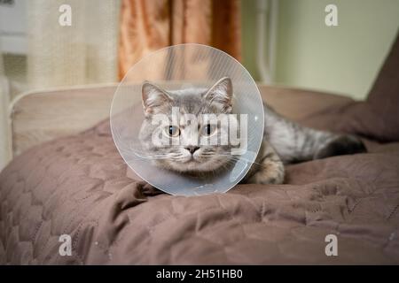 Le chat écossais gris à oreilles droites dans un collier vétérinaire de platsik après la chirurgie se trouve triste à la maison sur le canapé.Chat de race britannique épuisé avec vétérinaire Banque D'Images