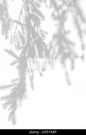 Effets de superposition d'ombres pour le marquage.Maquettes.Scènes d'éclairage naturel.Ombres grises des branches d'épinettes sur un mur blanc.Bannière verticale avec Banque D'Images