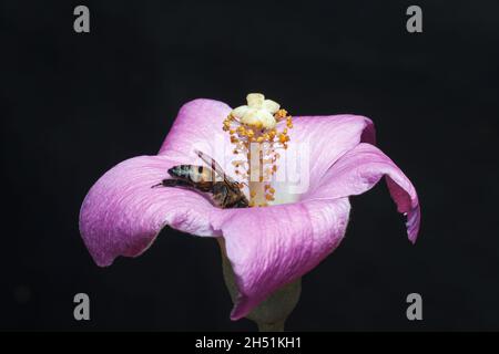 Une abeille vue sucer le nectar et polliniser une fleur sauvage sur un jardin privé le long de la route de la maison d'état.il ya beaucoup de différentes espèces d'abeilles dans le monde.Quelques espèces d'abeilles domestiques sont conservées pour la pollinisation et la production de miel ainsi que pour les médicaments.Au Kenya, l'espèce la plus importante est appelée abeille ou APIS mellifera.C'est l'espèce d'abeille que connaissent les agriculteurs, ils ont une importance culturelle et environnementale en tant que pollinisateurs.Le mouvement du pollen entre les plantes est nécessaire pour la reproduction et la fertilisation des plantes, tant les abeilles d'élevage que les abeilles sauvages contrôlent la croissance et qua Banque D'Images