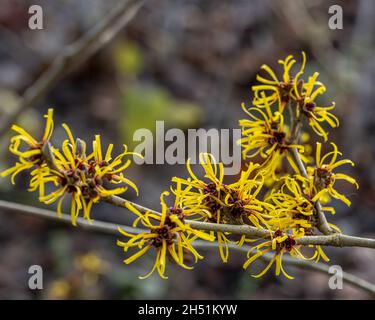 Un groupe de fleurs d'or de Hamamelis mollis Jermyns en hiver Banque D'Images