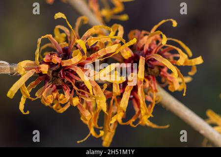 Gros plan de l'orange Hamamelis x entre les médias Harry fleurit en hiver Banque D'Images